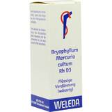 Produktbild Bryophyllum Mercurio Cultum Rh D 3 Dilution