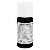 Produktbild Anagallis / Malachit comp. Dilution