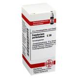 Produktbild DHU Eupatorium perfoliatum C 30