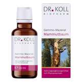 Produktbild Gemmo Mazerat Mammutbaum Dr. Koll Sequoia gigantea