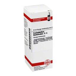 Abbildung: DHU Caulophyllum thalictroides D 6 Dilution Dilution, 20 ml PZN 02112111