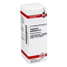 Abbildung: Eupatorium perfoliatum D 6 Dilution Dilution, 20 ml PZN 02127615