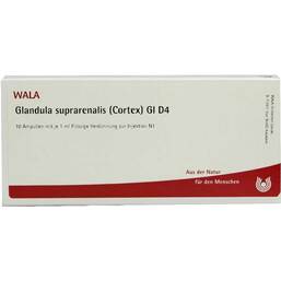 Abbildung: Glandula suprarenalis cortex GL D 4 Ampullen 10X1 ml, Ampullen PZN 02829903