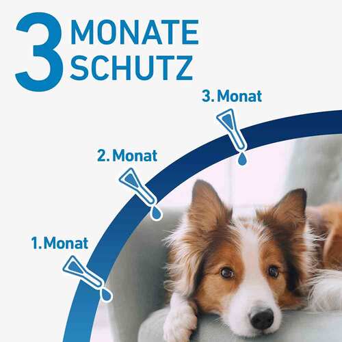 FRONTLINE® SPOT ON Hund L L&ouml;sung - 4