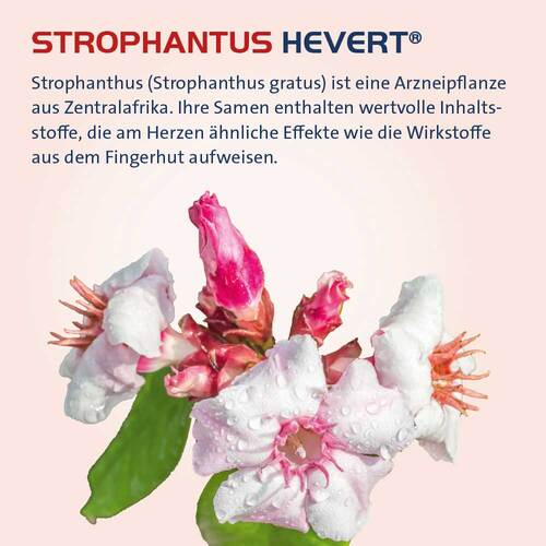 Strophanthus Hevert Tropfen - 2