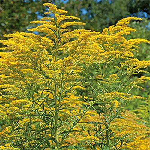 Solidago Hevert Complex Tropfen - 4