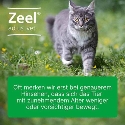 Zeel Ampullen vet. (f&uuml;r Tiere) - 4