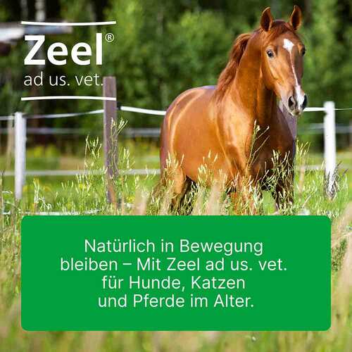 Zeel Ampullen vet. (f&uuml;r Tiere) - 5