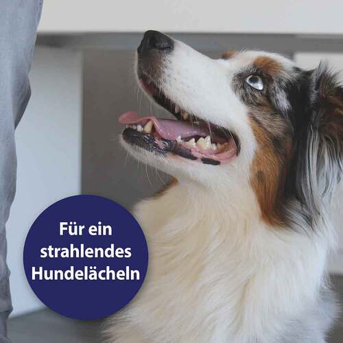Canosept Zahnpflegespray f&uuml;r Hunde - 4