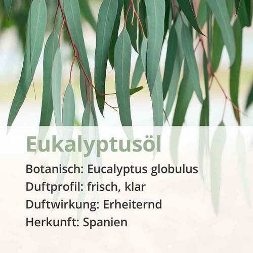 Eukalyptus &Ouml;l naturrein &auml;therisch - 4