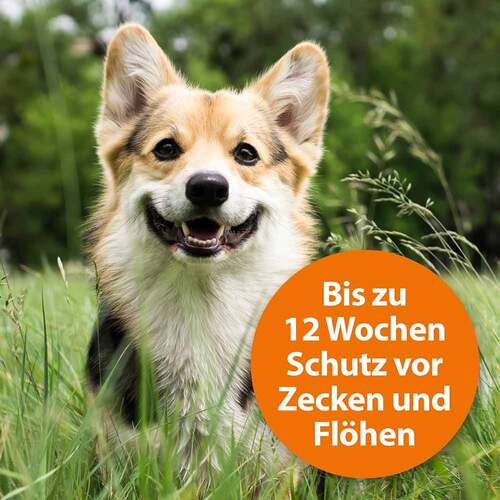 Ardap Spot-On f&uuml;r kleine Hunde bis 10 kg - 3