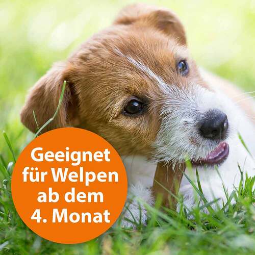 Ardap Spot-On f&uuml;r kleine Hunde bis 10 kg - 4