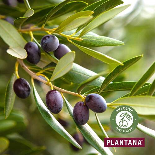 Plantana Olive Körpercreme mit Vitamin-E - 4