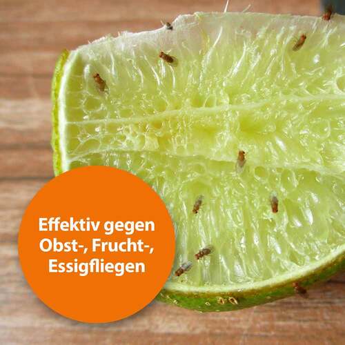 Ardap Fruchtfliegenfalle - 2