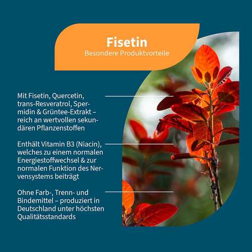Fisetin + Quercetin + Spermidin + Vitamin B3 vegan Kapseln - 2
