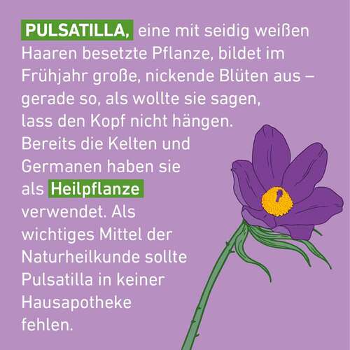 Pulsatilla C 30 Globuli Pfl&uuml;ger Globulispender - 4