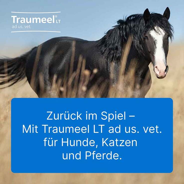 Traumeel LT Ampullen vet. (für Tiere) - 5