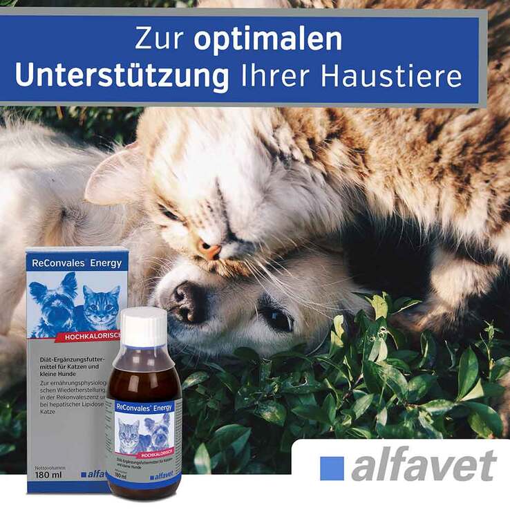 Reconvales Energy Diät-Erg.Futterm.für kl.Hund / Katze - 4