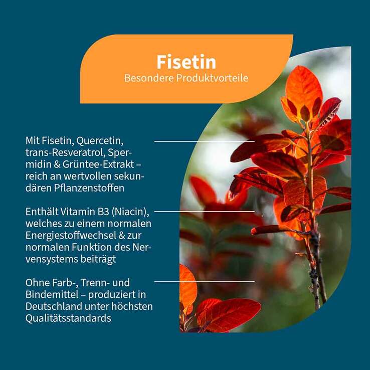 Fisetin + Quercetin + Spermidin + Vitamin B3 vegan Kapseln - 2