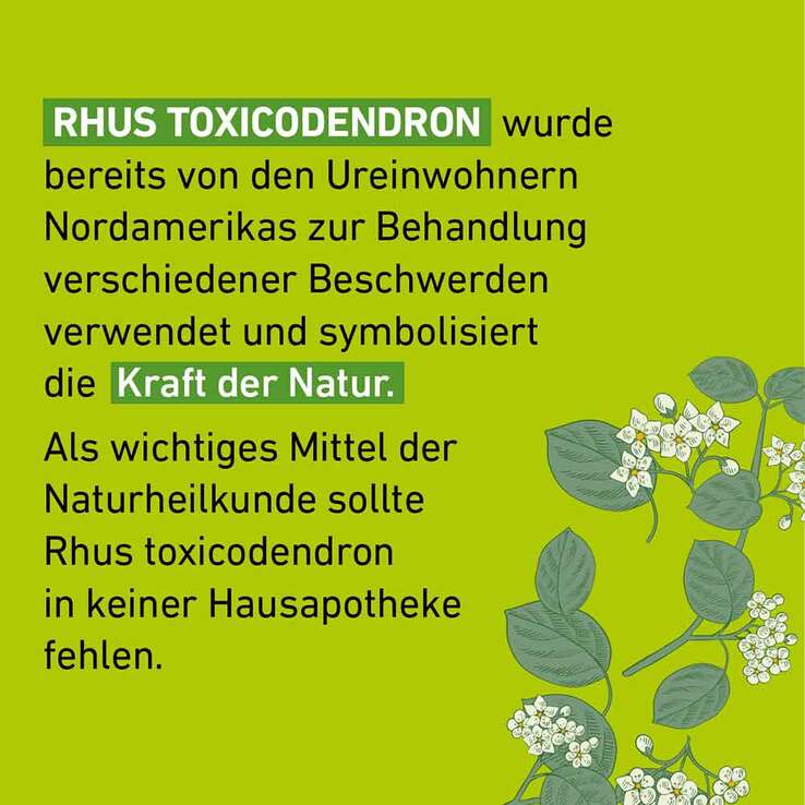 Rhus Toxicodendronicodendron C 30 Globuli Pflüger Globulisp. - 4